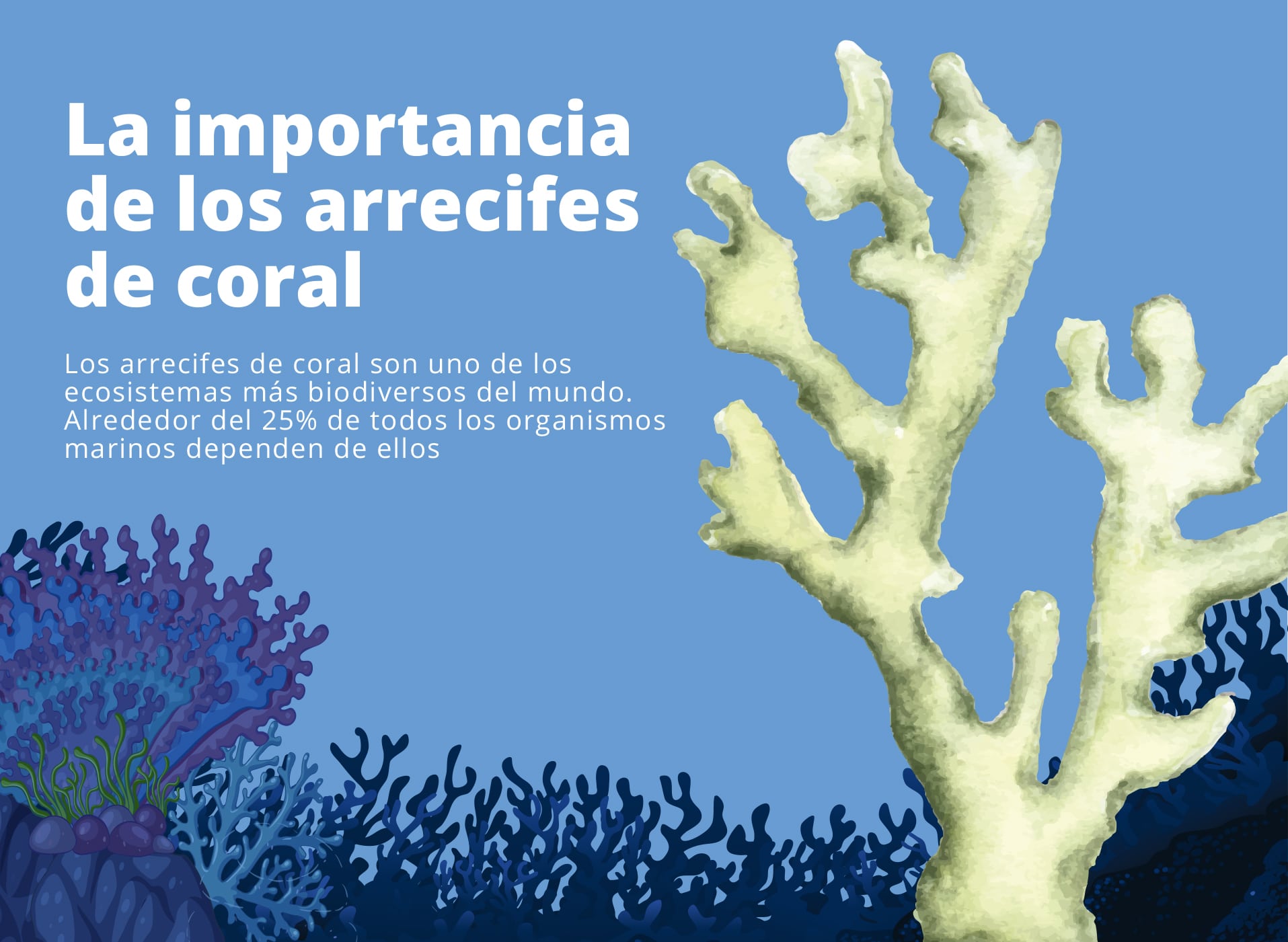 Importancia De Los Arrecifes De Coral Para El Ecosistema Y La Humanidad